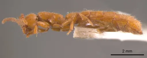 Zasphinctus steinheili - ANTWEB1008259