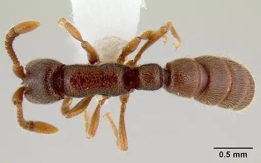 Zasphinctus steinheili - CASENT0106076