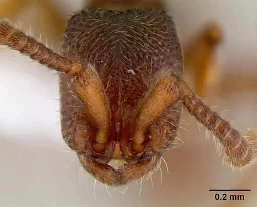 Zasphinctus steinheili - CASENT0106076