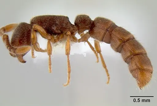 Zasphinctus steinheili - CASENT0106076