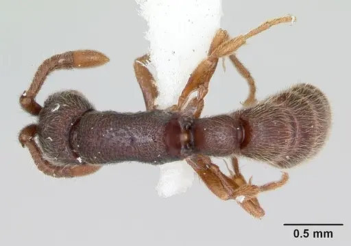 Zasphinctus steinheili - CASENT0173064