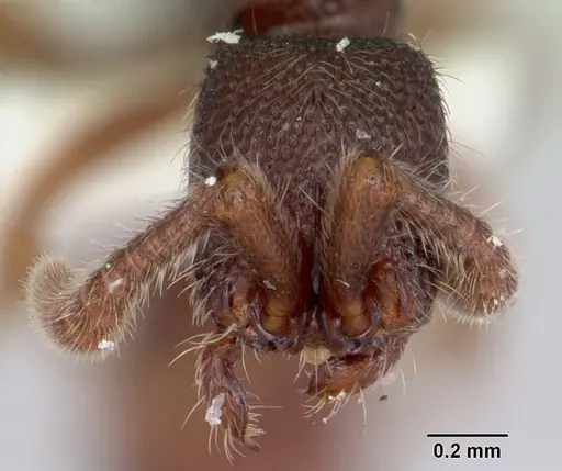 Zasphinctus steinheili - CASENT0173064