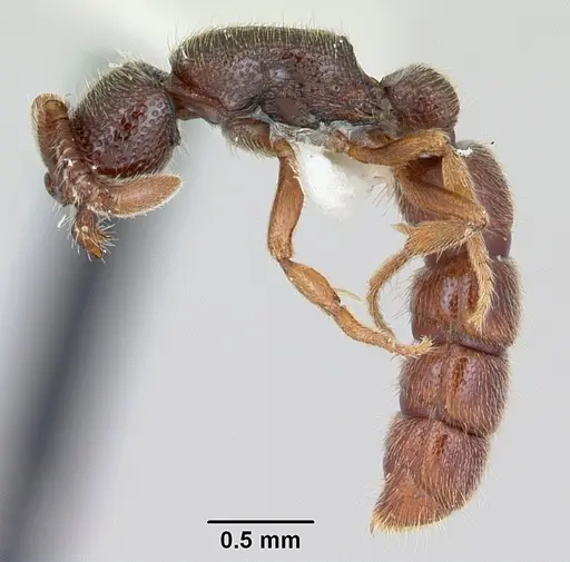 Zasphinctus steinheili - CASENT0173064