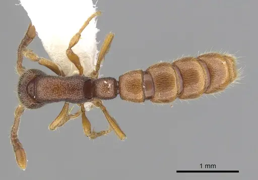 Zasphinctus steinheili - CASENT0249330