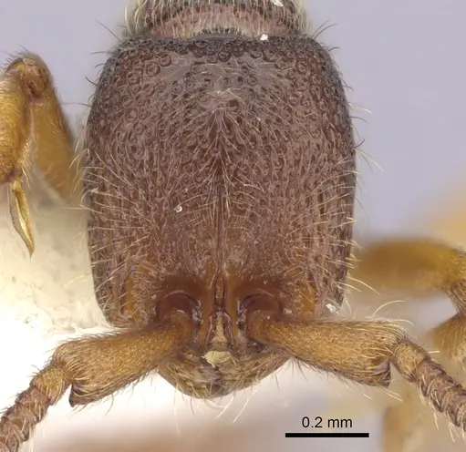 Zasphinctus steinheili - CASENT0249330