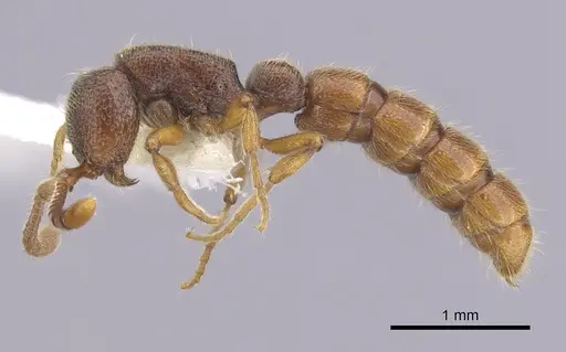 Zasphinctus steinheili - CASENT0249330