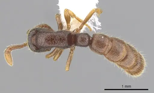 Zasphinctus steinheili - CASENT0249331