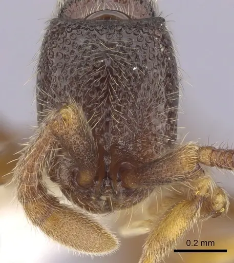 Zasphinctus steinheili - CASENT0249331