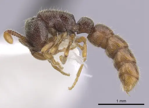 Zasphinctus steinheili - CASENT0249331