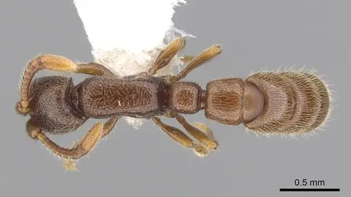 Zasphinctus steinheili - CASENT0249332