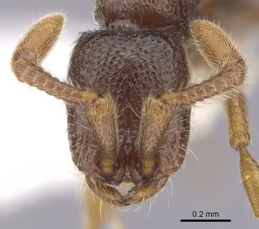 Zasphinctus steinheili - CASENT0249332