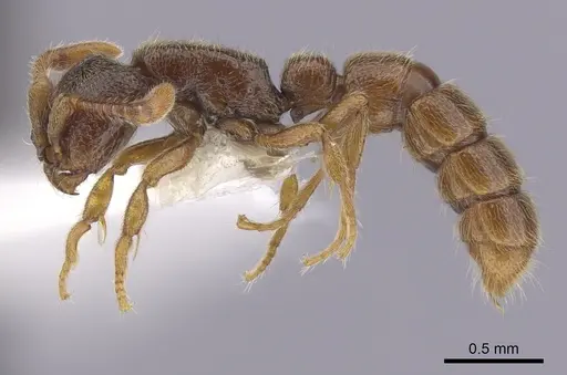 Zasphinctus steinheili - CASENT0249332