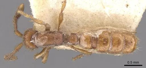 Zasphinctus steinheili - CASENT0902771