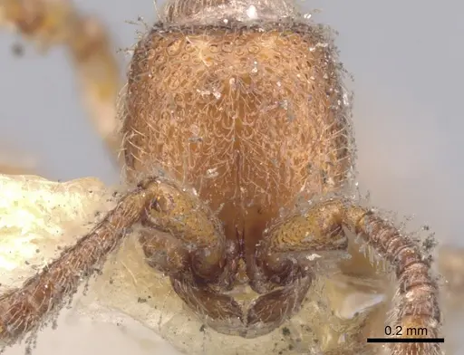 Zasphinctus steinheili - CASENT0902771