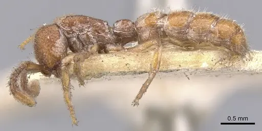 Zasphinctus steinheili - CASENT0902771