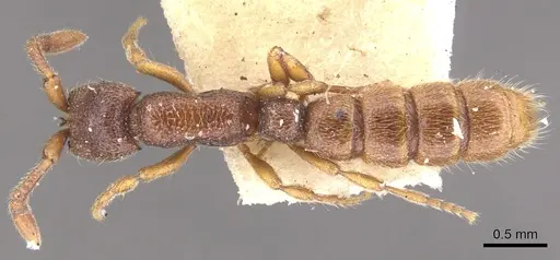 Zasphinctus steinheili - CASENT0902772