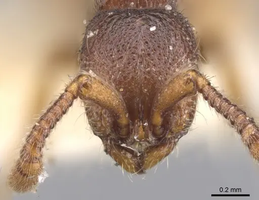 Zasphinctus steinheili - CASENT0902772