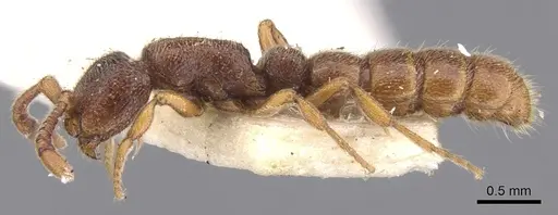 Zasphinctus steinheili - CASENT0902772