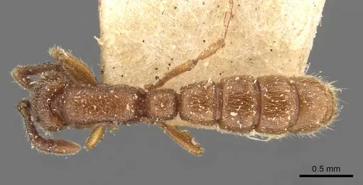 Zasphinctus steinheili - CASENT0907041