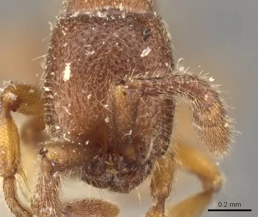 Zasphinctus steinheili - CASENT0907041