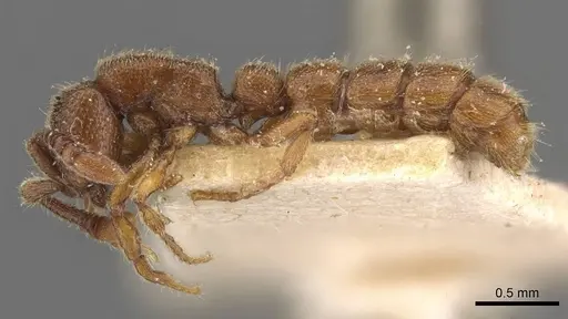 Zasphinctus steinheili - CASENT0907041