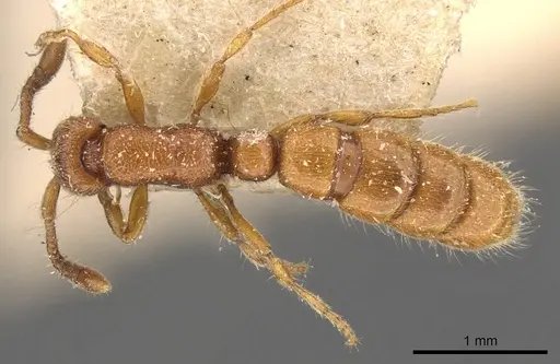 Zasphinctus steinheili - CASENT0907043