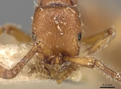 Zasphinctus steinheili - CASENT0907043