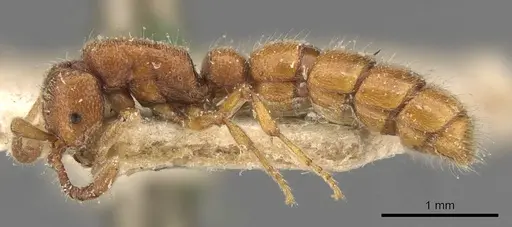 Zasphinctus steinheili - CASENT0907043