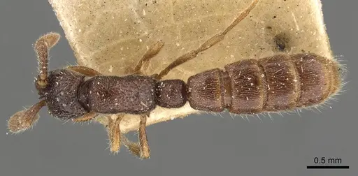 Zasphinctus steinheili - CASENT0907045