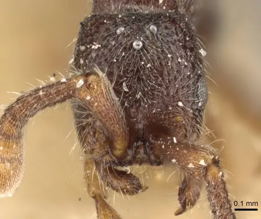 Zasphinctus steinheili - CASENT0907045