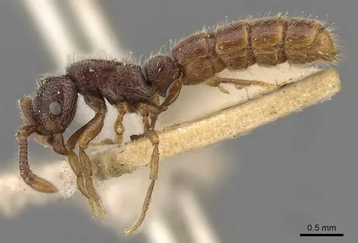 Zasphinctus steinheili - CASENT0907045