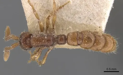 Zasphinctus steinheili - CASENT0907124