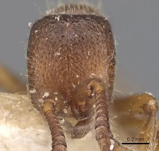 Zasphinctus steinheili - CASENT0907124