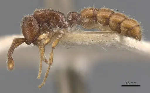 Zasphinctus steinheili - CASENT0907124