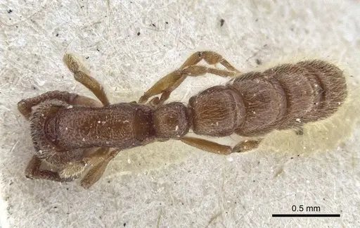 Zasphinctus steinheili - CASENT0916712