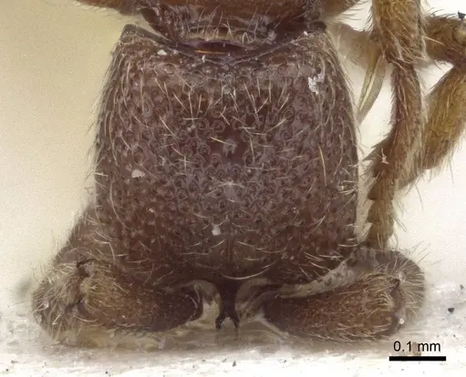 Zasphinctus steinheili - CASENT0916712