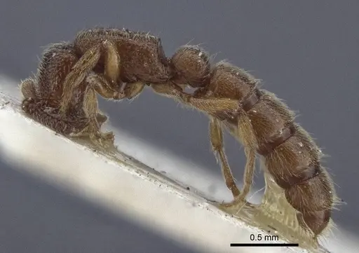 Zasphinctus steinheili - CASENT0916712