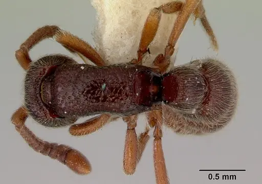 Zasphinctus trux specimen