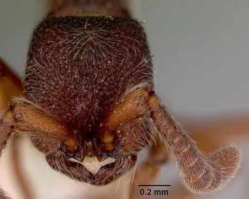 Zasphinctus trux specimen