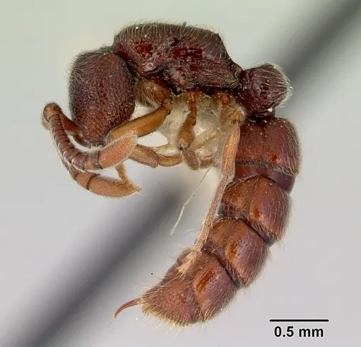 Zasphinctus trux specimen