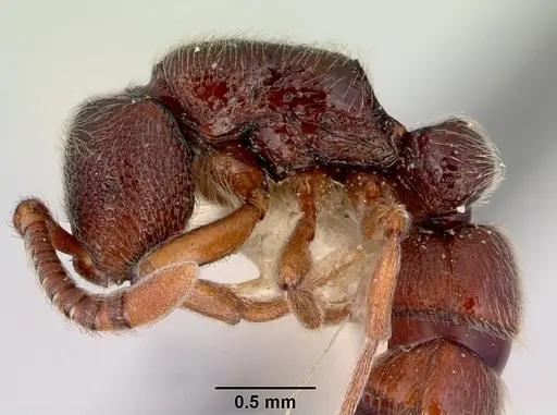 Zasphinctus trux - CASENT0172079