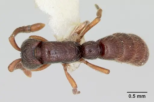 Zasphinctus trux - CASENT0173065