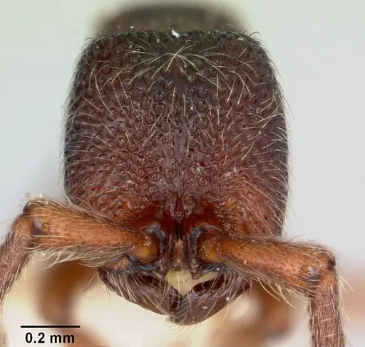 Zasphinctus trux - CASENT0173065