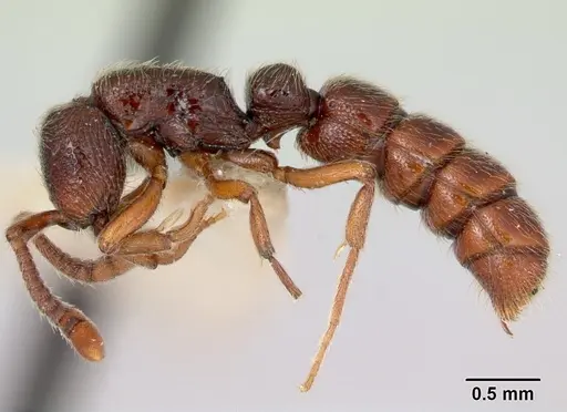 Zasphinctus trux - CASENT0173065