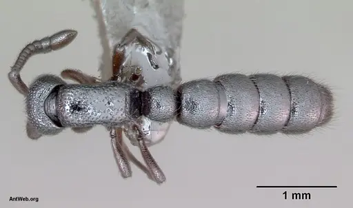 Zasphinctus trux - CASENT0173066