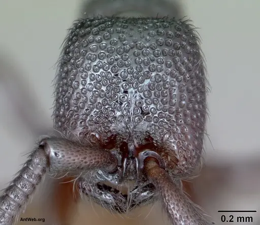 Zasphinctus trux - CASENT0173066