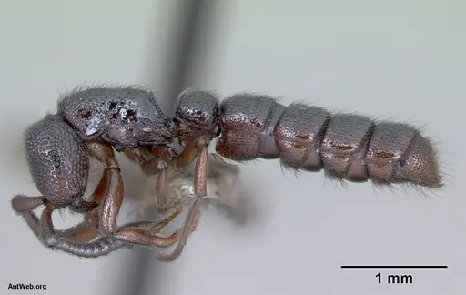 Zasphinctus trux - CASENT0173066