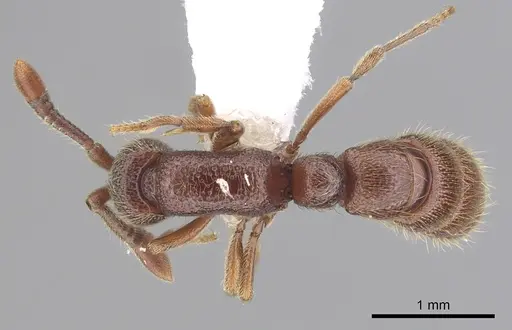 Zasphinctus trux - CASENT0249333