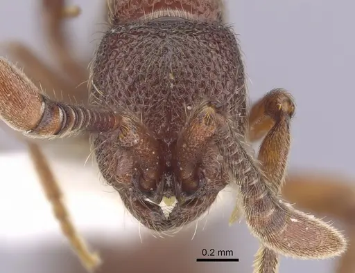 Zasphinctus trux - CASENT0249333