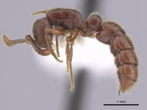 Zasphinctus trux - CASENT0249333